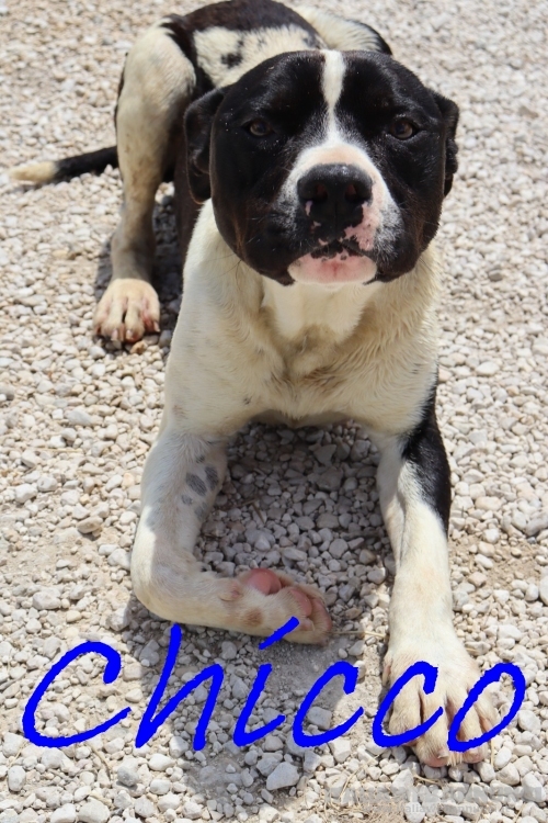 CHICCO - mix Pit/Amstaff bianco e nero, giovane