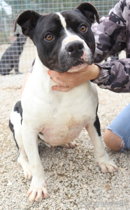 CHICCO - mix Pit/Amstaff bianco e nero, giovane