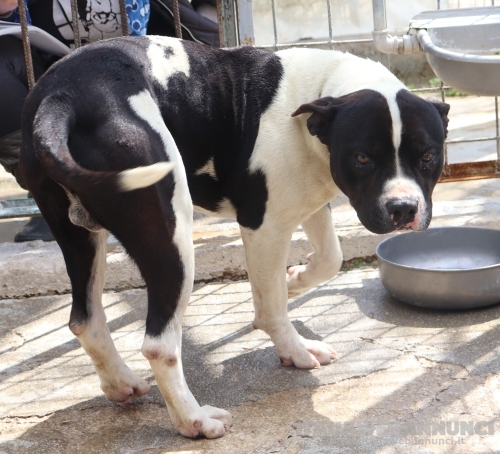 CHICCO - mix Pit/Amstaff bianco e nero, giovane