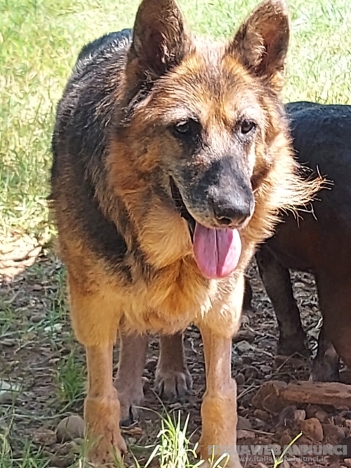 Gaia, docile e dolce lupacchiotta