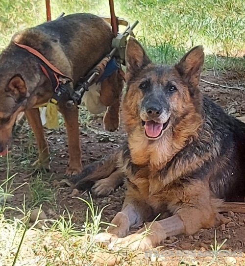 Gaia, docile e dolce lupacchiotta