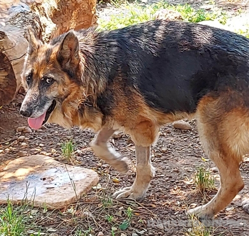 Gaia, docile e dolce lupacchiotta