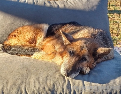 Gaia, docile e dolce lupacchiotta