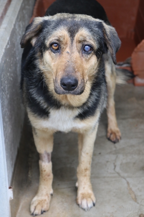 ANNA, dolce cagnolina cieca a un occhio salvata da una brutta fine