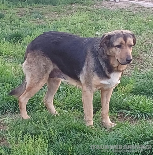 ANNA, dolce cagnolina cieca a un occhio salvata da una brutta fine