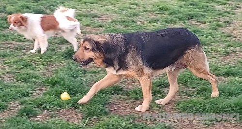 ANNA, dolce cagnolina cieca a un occhio salvata da una brutta fine