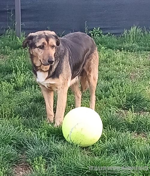 ANNA, dolce cagnolina cieca a un occhio salvata da una brutta fine