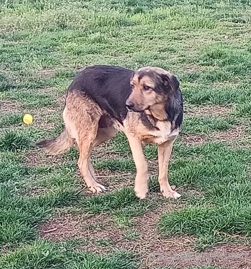 ANNA, dolce cagnolina cieca a un occhio salvata da una brutta fine