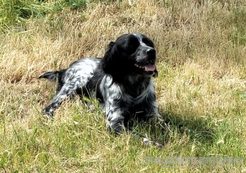 Oliver stupendo simil-setter bicolore, buono, obbediente, socievole e coccolone!