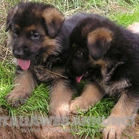 CUCCIOLI DI PASTORE TEDESCO