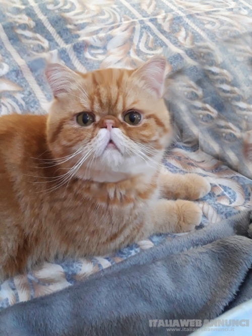 Gattini exotic shorthair con pedigree 