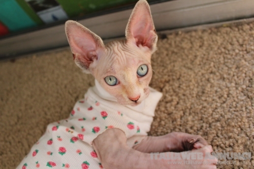 Gattina Sphynx femmina