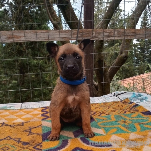 Disponibili alla prenotazione cuccioli di Malinois