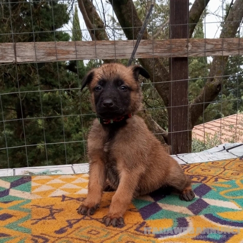 Disponibili alla prenotazione cuccioli di Malinois