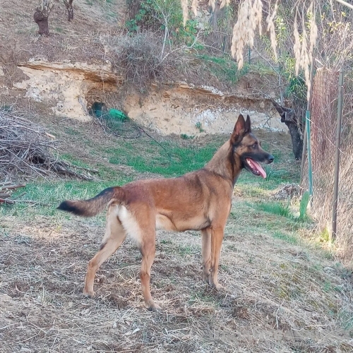 Disponibili alla prenotazione cuccioli di Malinois