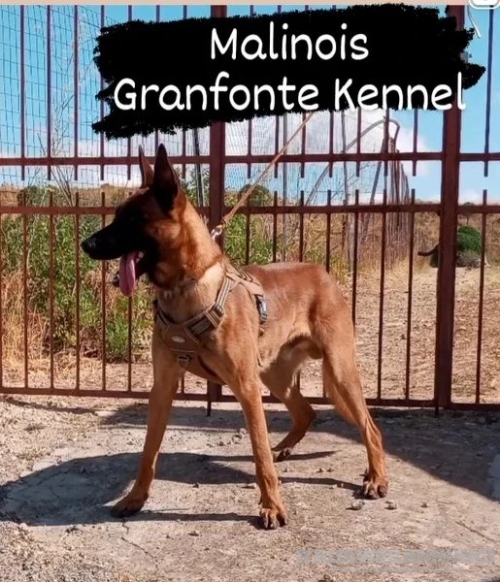 Disponibili alla prenotazione cuccioli di Malinois