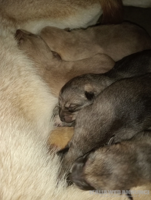 Cuccioli di cane lupo di Saarloos 