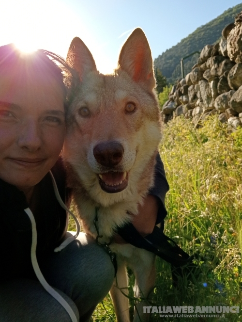 Cuccioli di cane lupo di Saarloos 