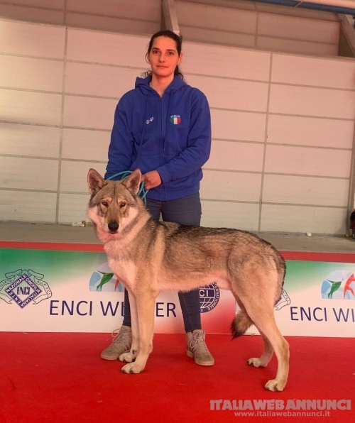 Cuccioli di cane lupo di Saarloos 