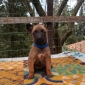 Disponibili alla prenotazione cuccioli di Malinois